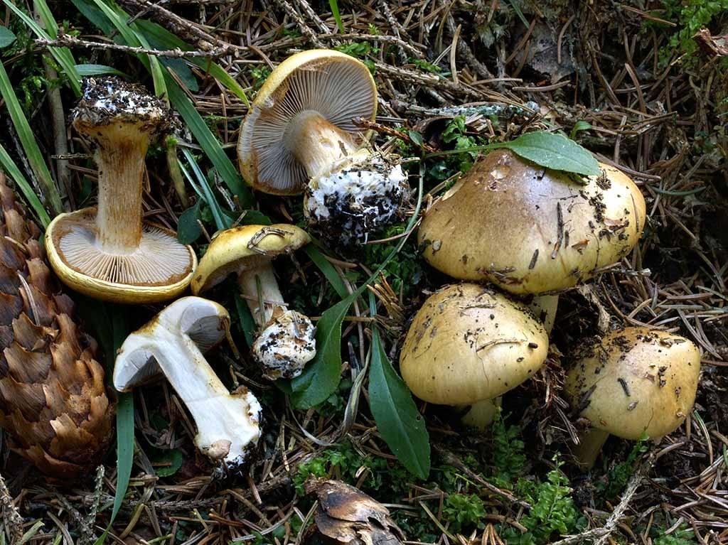 C. barbarorum - barbarský