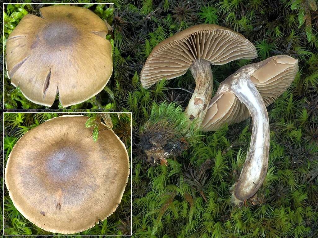 C. betuletorum - podbrezový