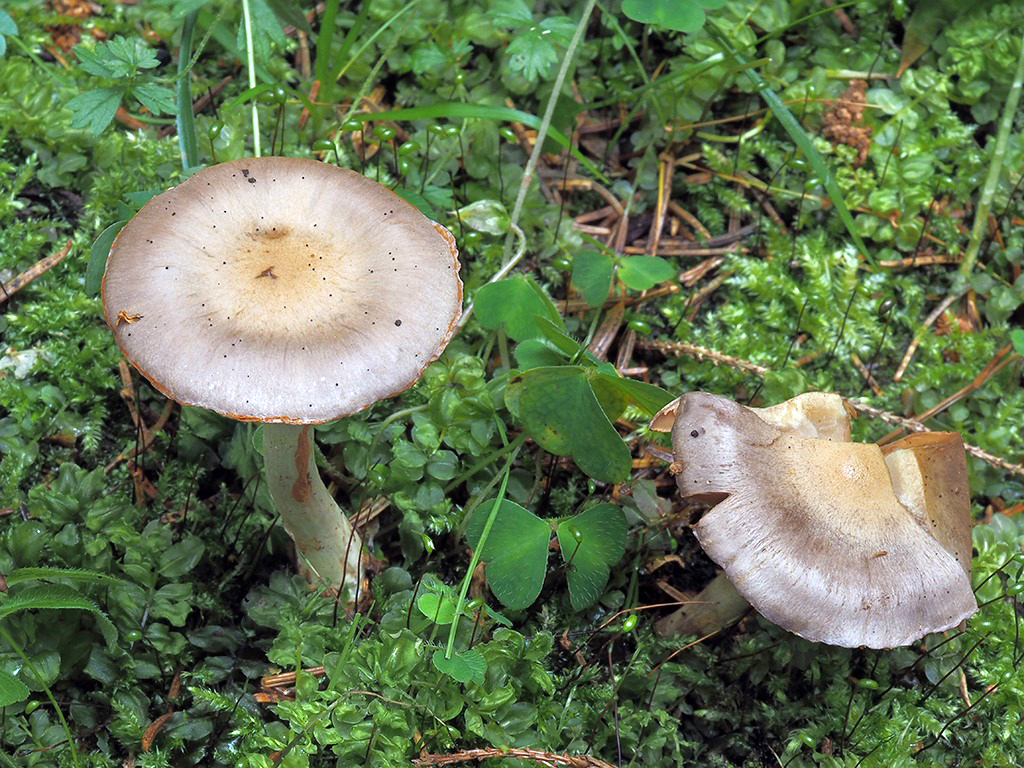 C. betulinus brezový
