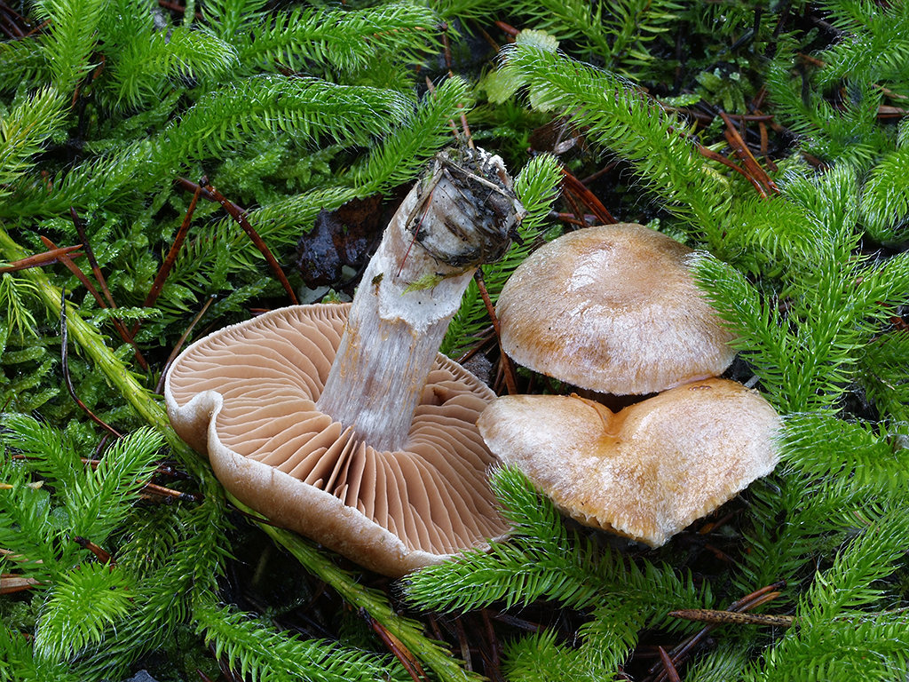 C. biveloides - dvojzávojový