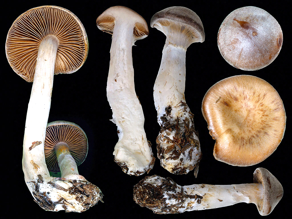 C. biveloides var. microspermus - dvojzávojový drobnovýtrusný