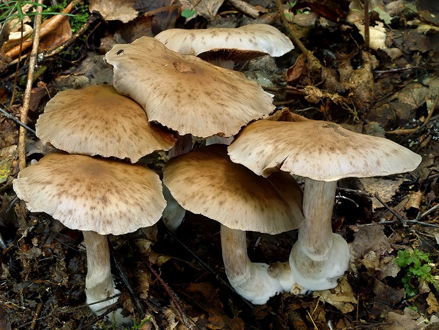 C. bivelus - závojnatý