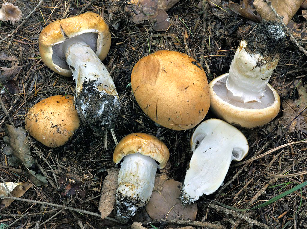 C. blatoi - Blatov