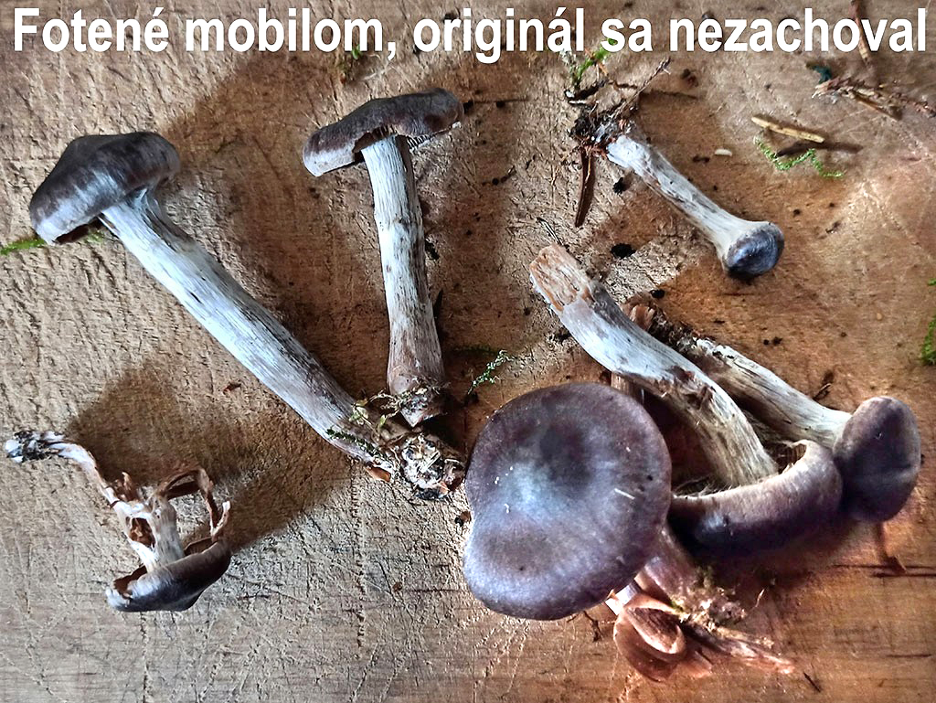 C. bohemicus f. bohemicus - český tenkovýtrusný