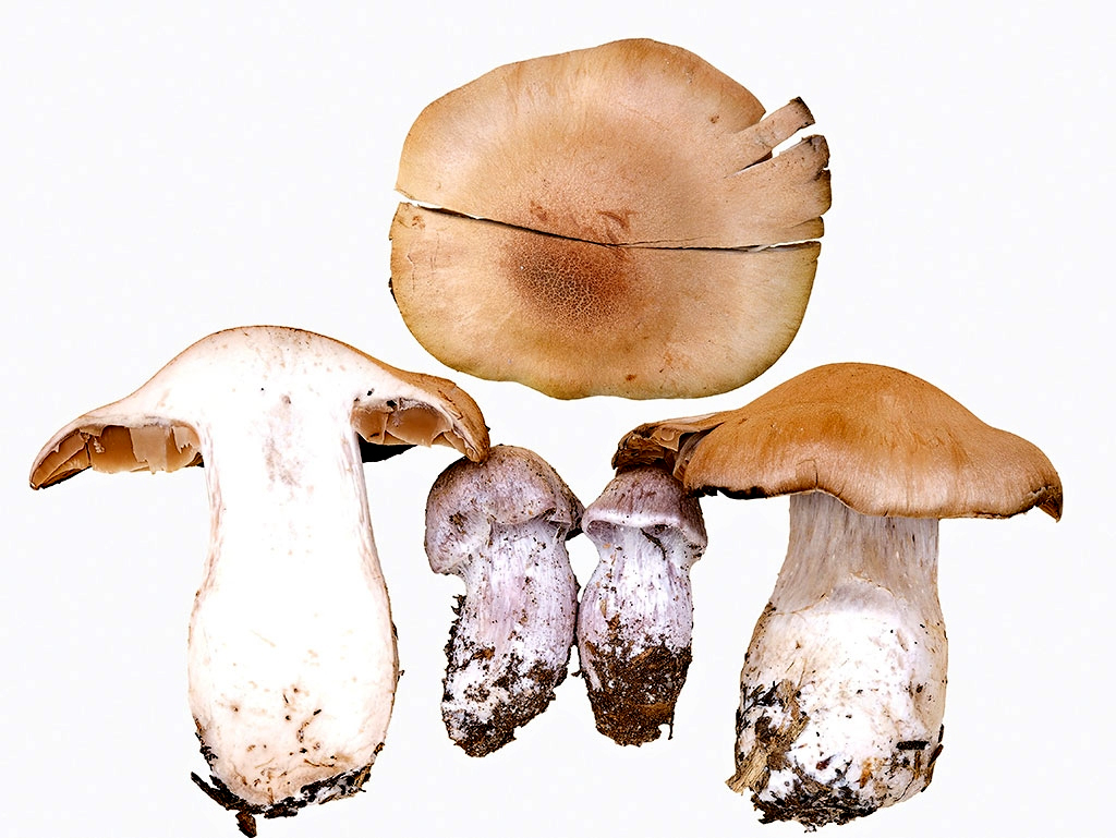 C. boletiformis - hríbotvarý