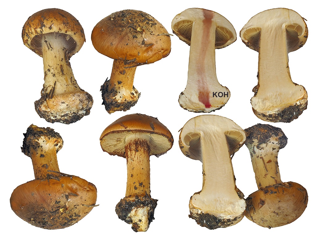 C. bongardiodor - Bongardov