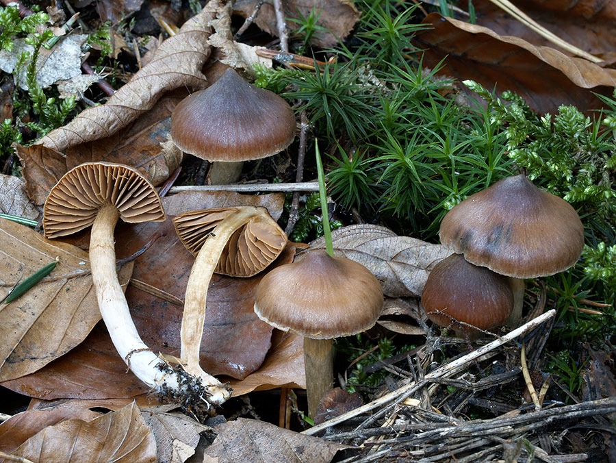C. bonii - Bonov