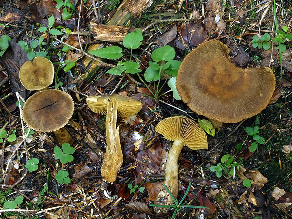 C. borealis - severný