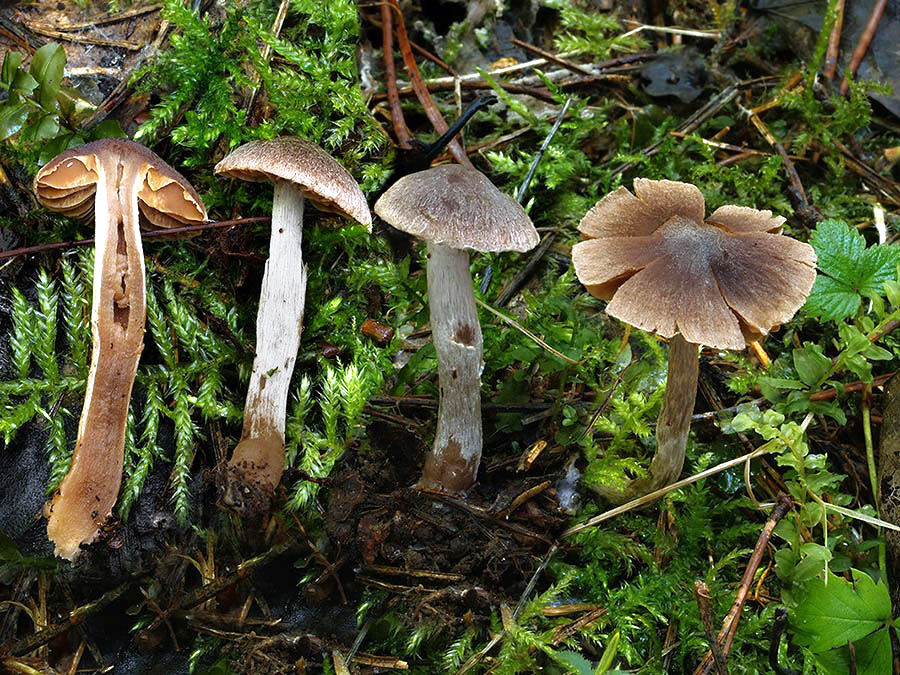 C. boreotrichus - poloplstnatý