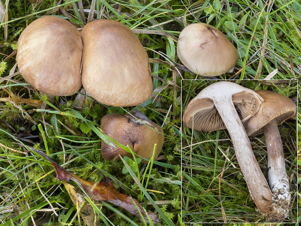 C. bovinatus - hovädzí