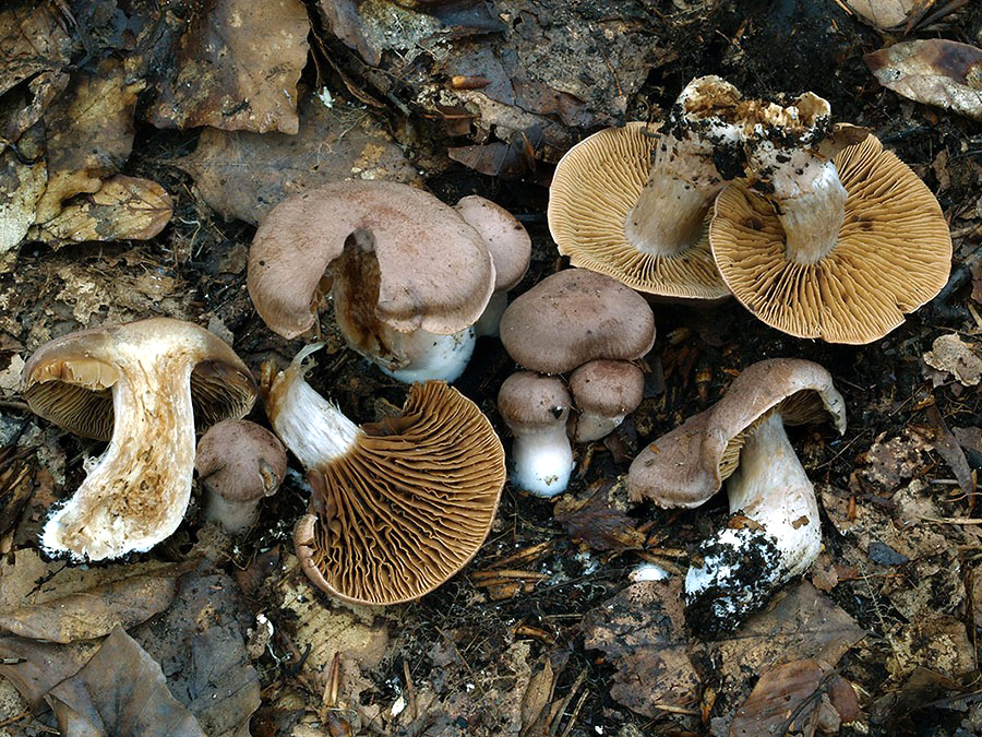 C. bovinellus - teľací