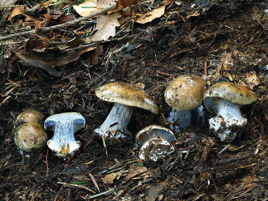 C. brevisporus - krátkovýtrusný