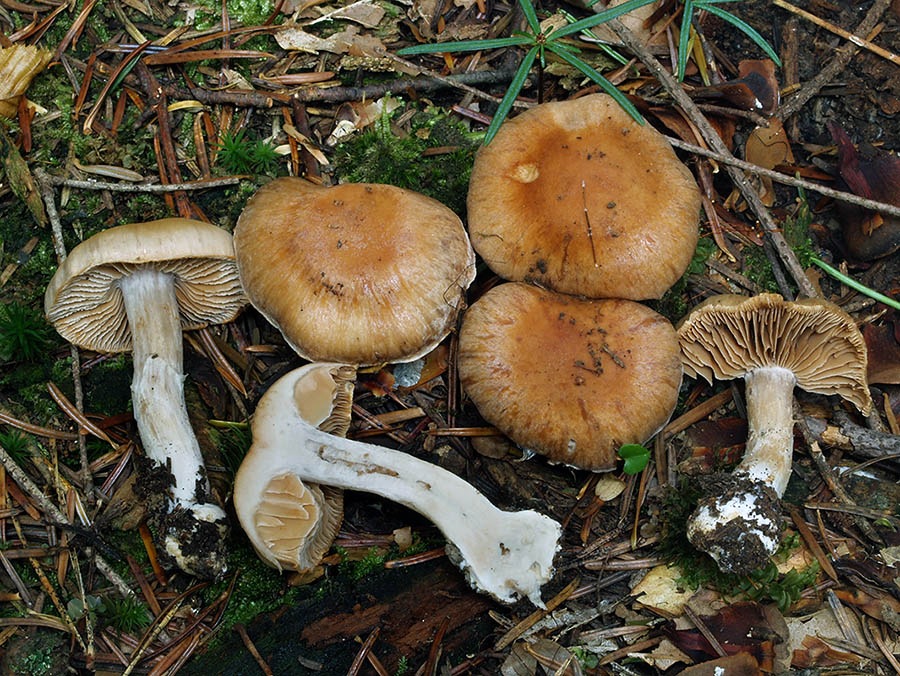C. brunneiaurantius - pomarančovohnedý