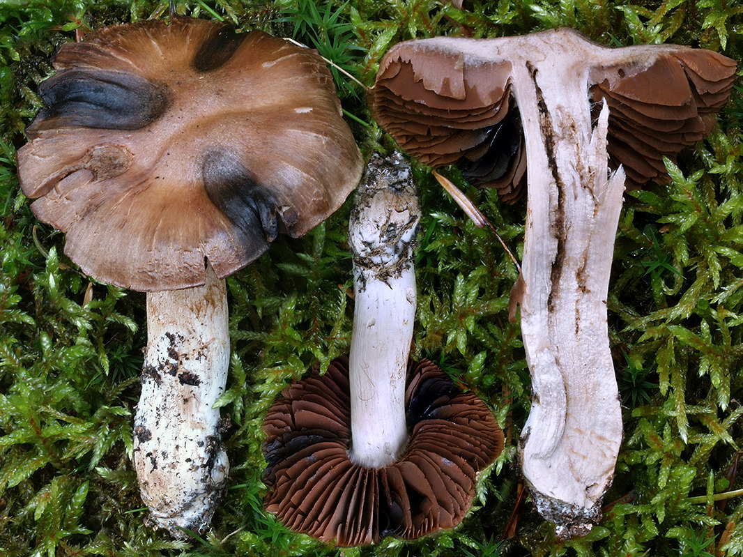 C. brunneifolius - hnedolupeňový