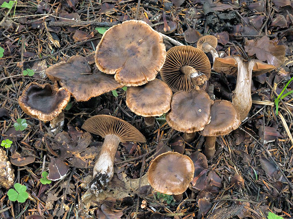 C. brunneocalcarius - čiernobodkovaný