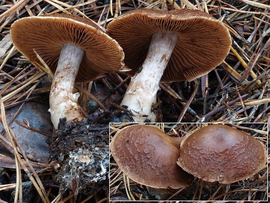 C. brunneofulvus - hnedožltý