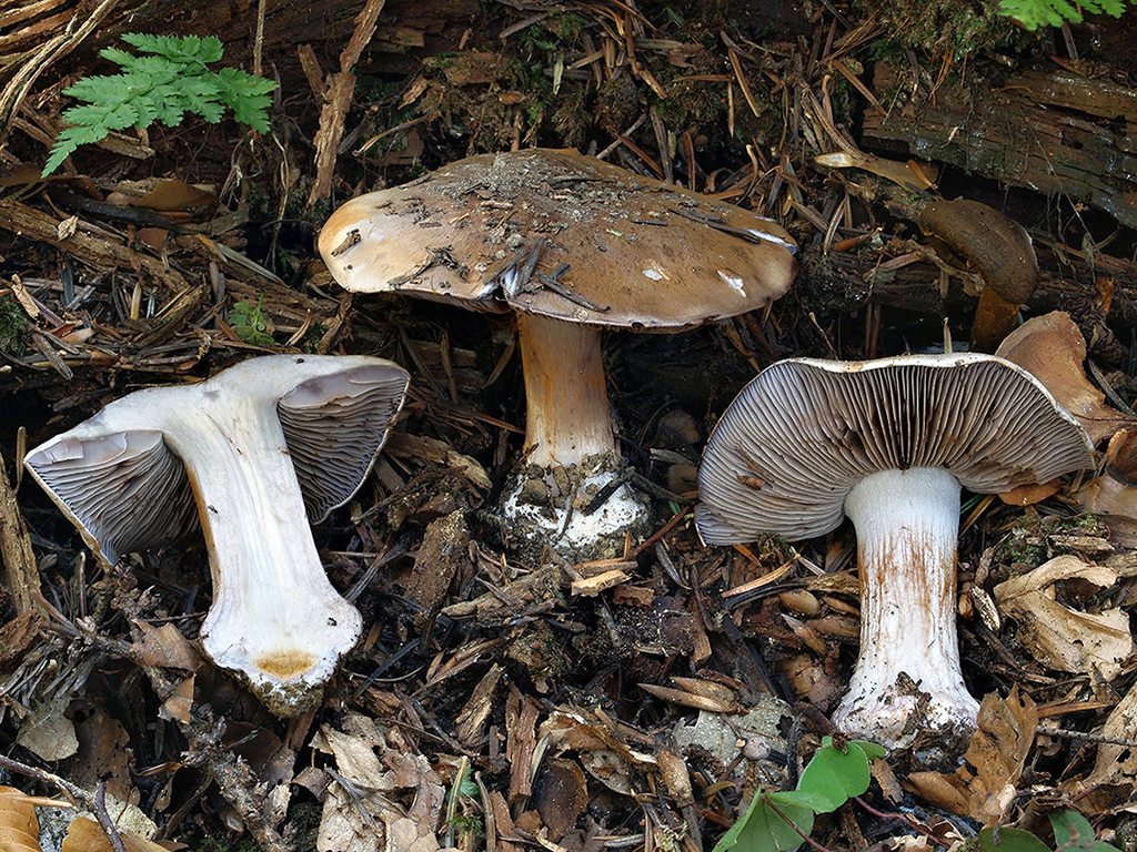 C. brunneotactus - hnednúci