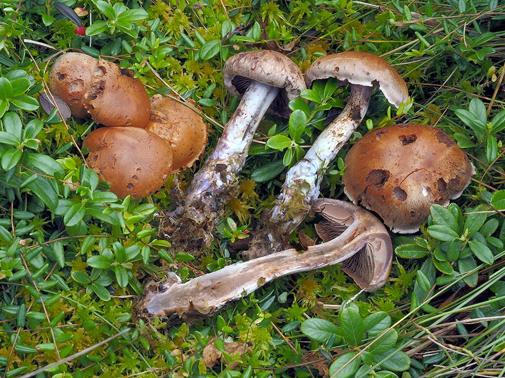 C. brunneotinctus - hnedosfarbený
