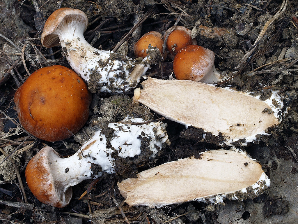 C. bulbosoides - hľuzovitý 