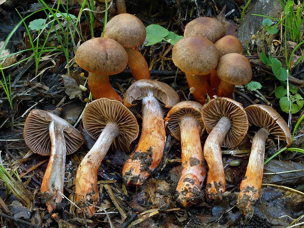 C. bulliardii - Bulliardov