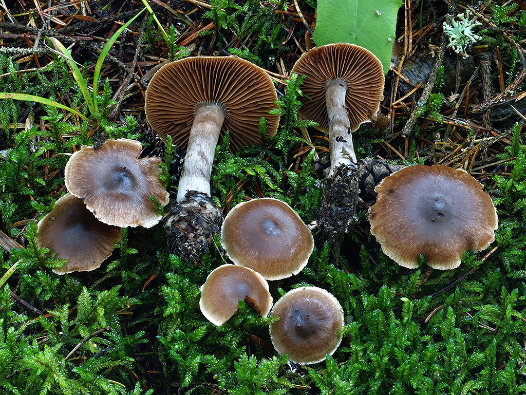 C. caesiobrunneus - belasohnedý