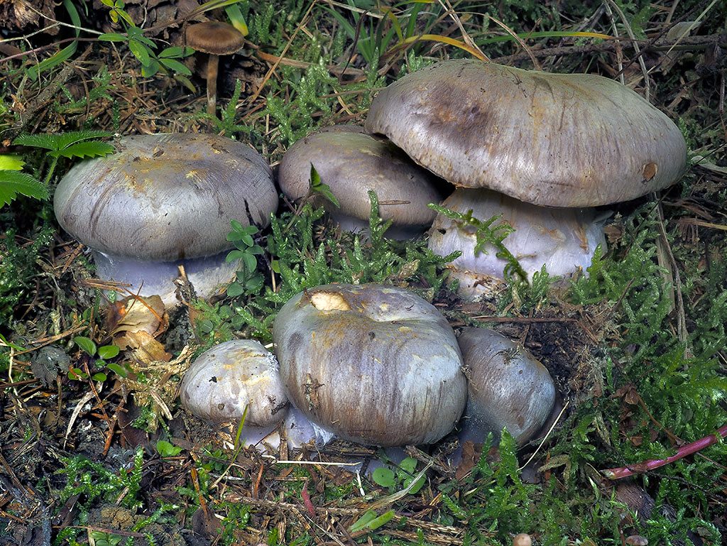 C. caesiocanescens - modrastosivý