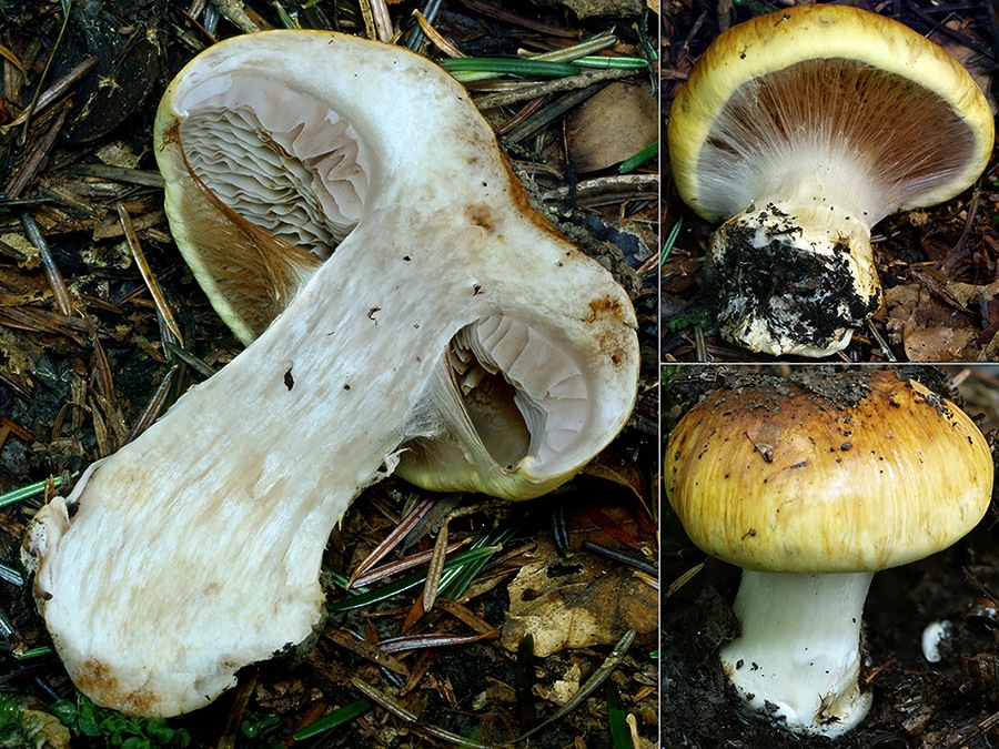 C. caesiocortinatus - sivomodrozávojový