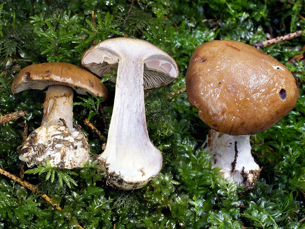 C. caesiophylloides - modrosivolupeňový