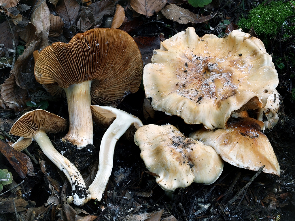 C. caesiostramineus - sivoslámový