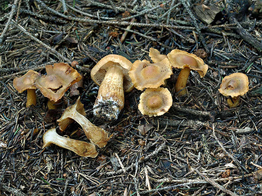 C. callisteus - oranžovožltý