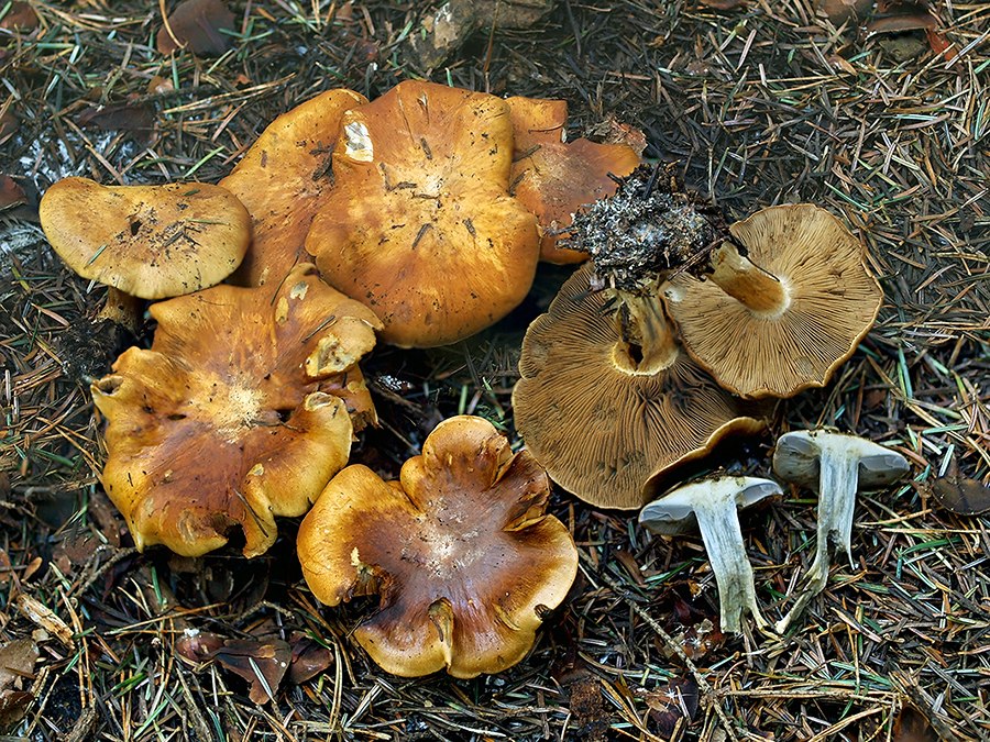 C. camptoros - pokrivený
