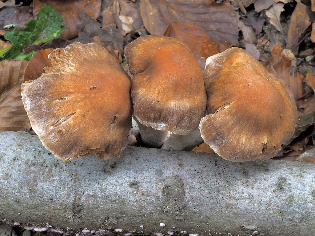 C. candelaris - voskovicový