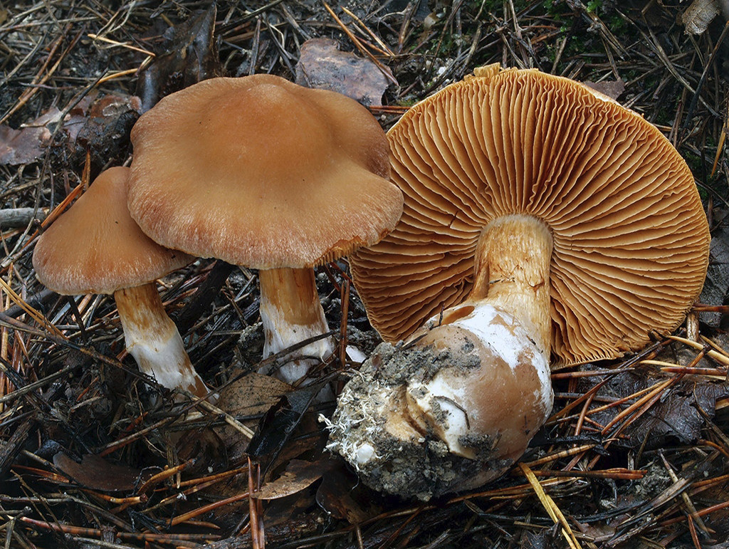 C. armeniacus - marhuľovožltý