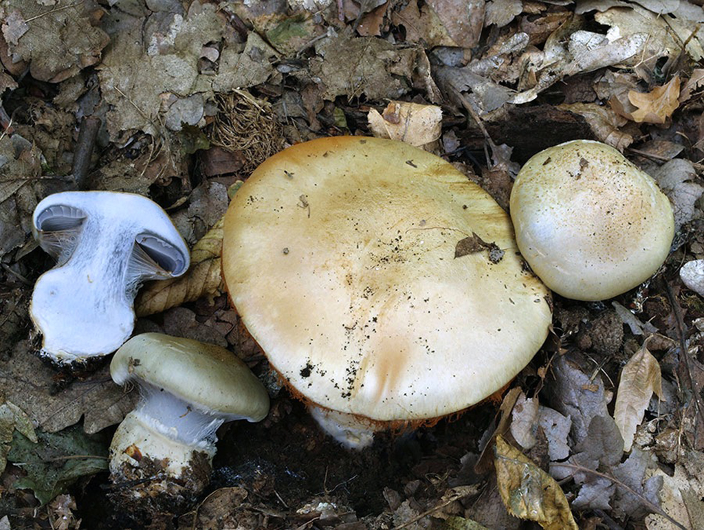 C. arcuatorum - oranžovohnedý