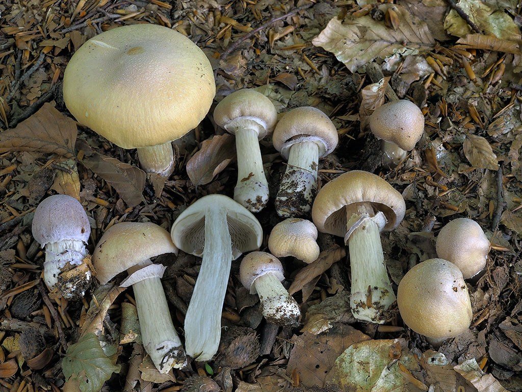 C. caperatus - inovaťový, pašupinovka obyčajná