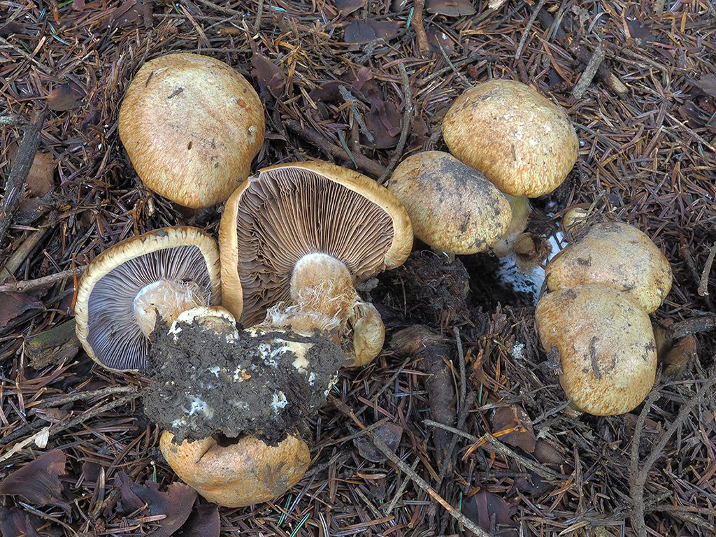 C. appennini - apeninský