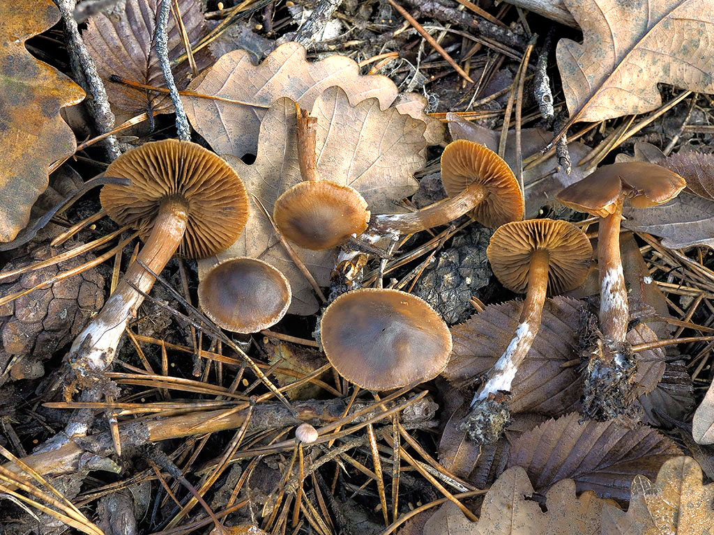 C. carbonipes - hrdzavohnedý
