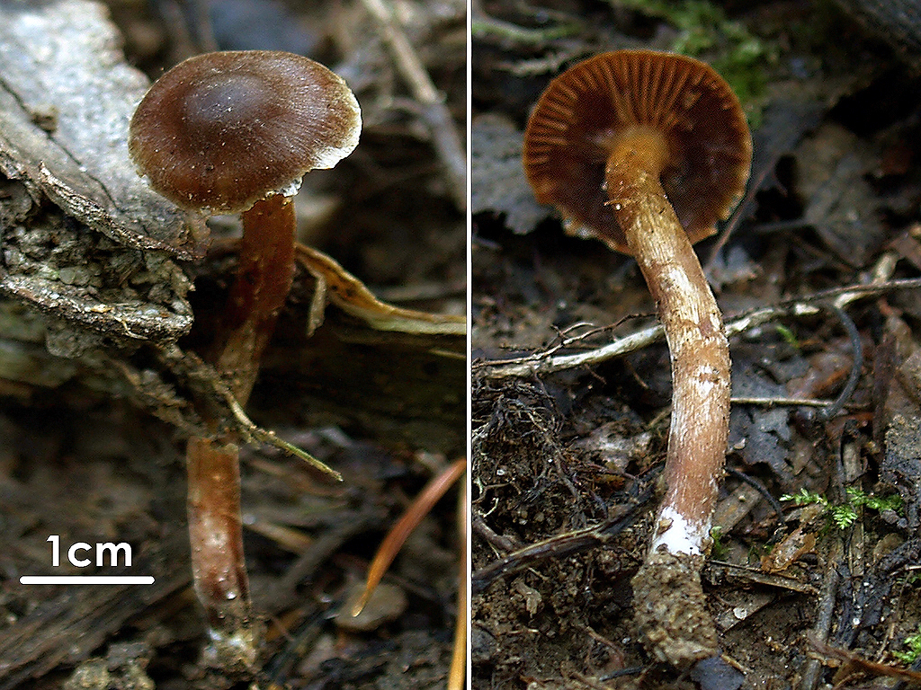 C. carbunculus - uhľovohnedý