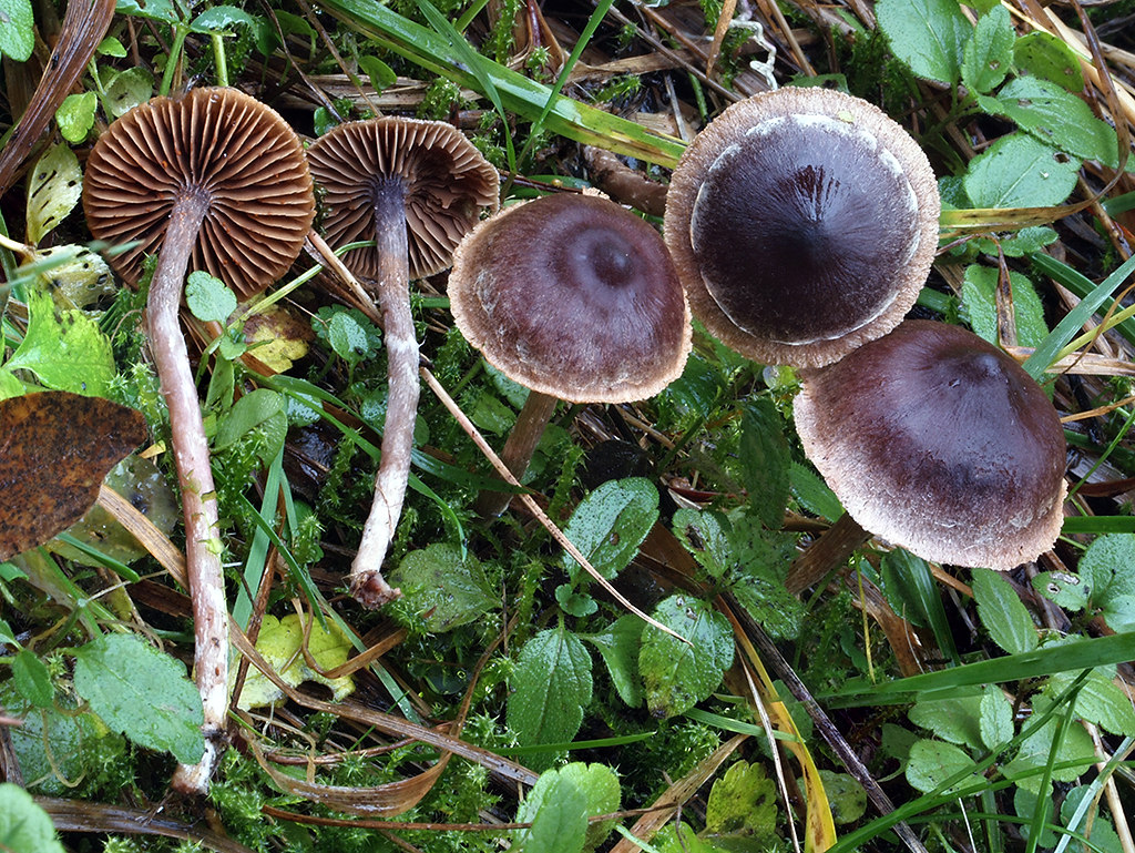 C. casimiri - Kazimírov