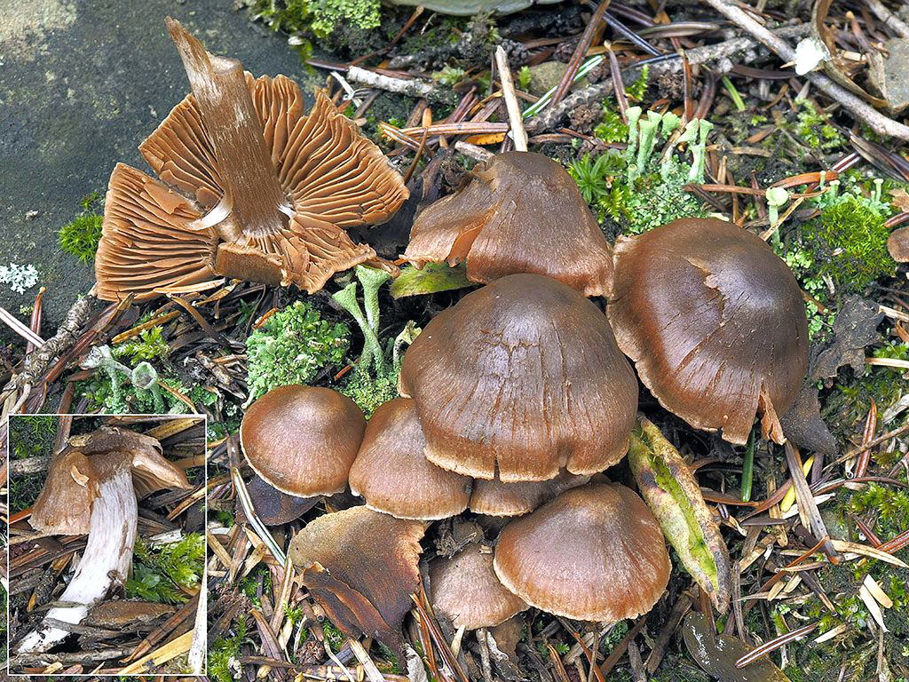 C. castaneus - gaštanový