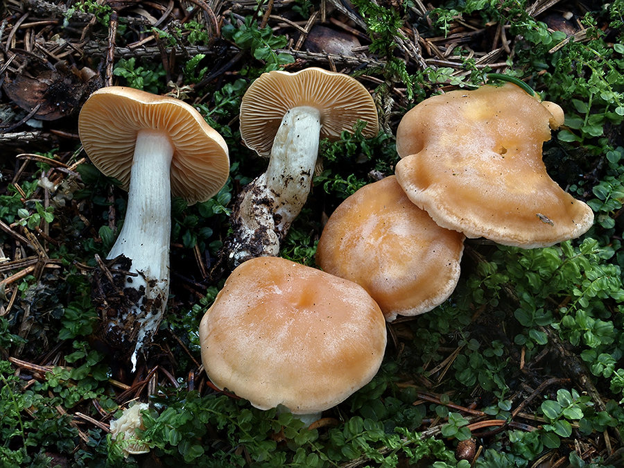 C. causticus var. tenuisporus - úzkovýtrusný