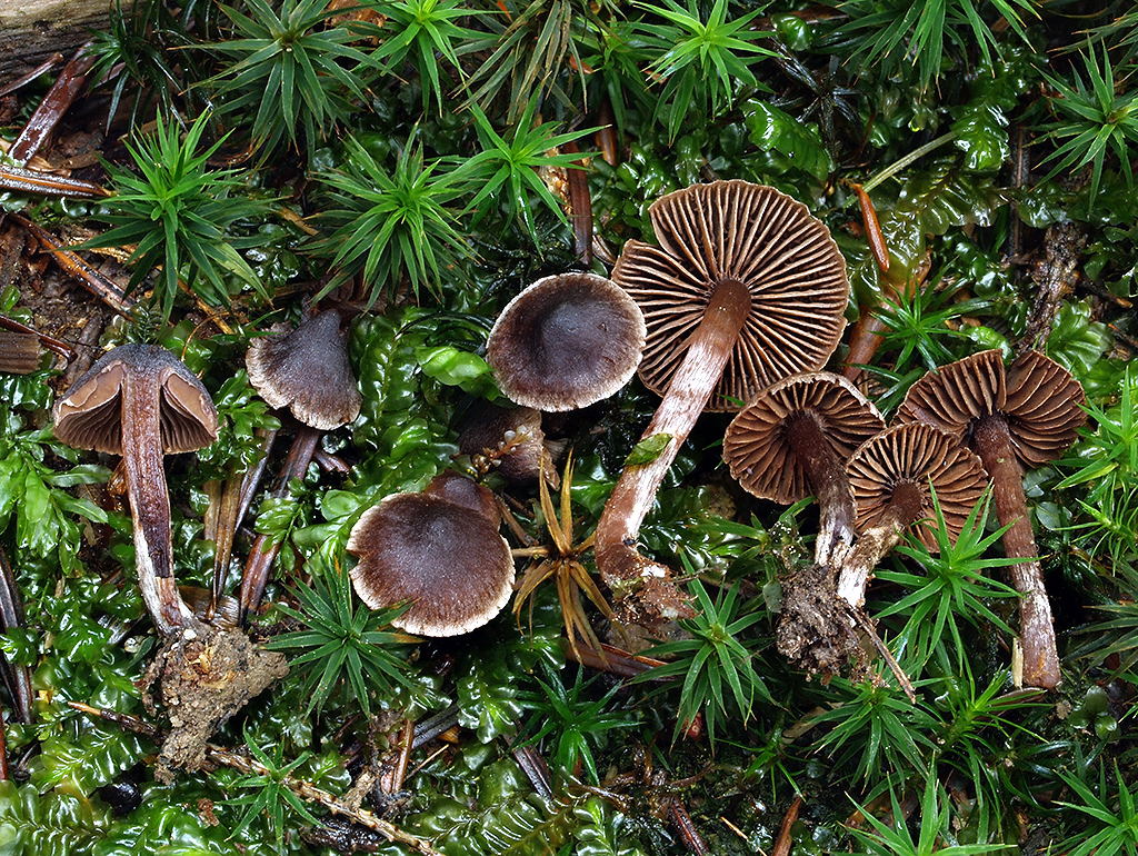 C. cavipes - dutonohý