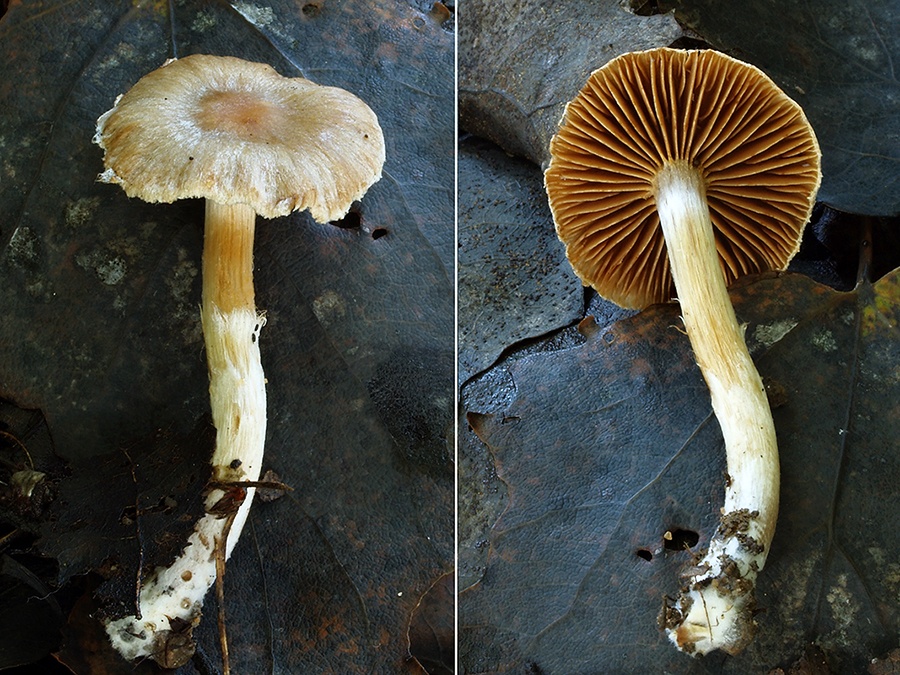 C. cedriolens - cédrovovonný