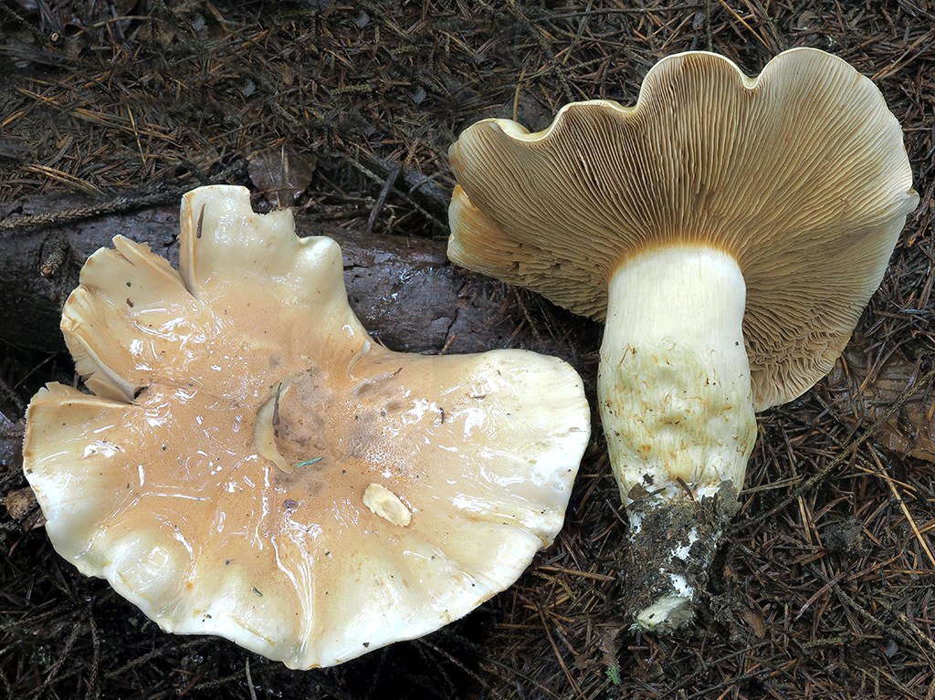 C. cephalixus var. subopimatis - zrnitý štíhlovýtrusný