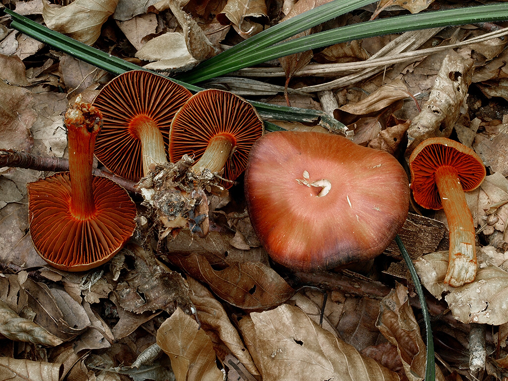 C. cinnabarinus - rumelkový