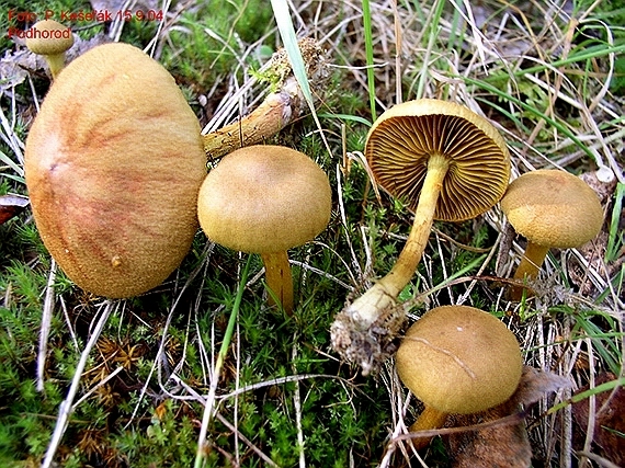 C. cinnamomeoluteus - škoricovožltkastý
