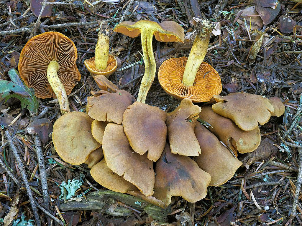 C. cinnamomeus - škoricový