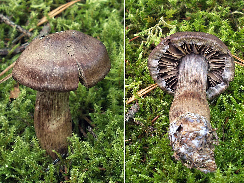 C. cinnamoviolaceus - škoricovofialový