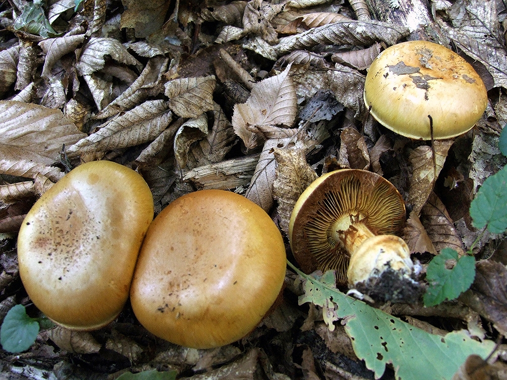 C. citrinus - citrónovožltý