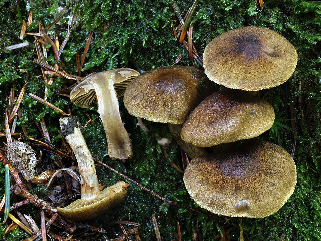 C. clandestinus - tajomný
